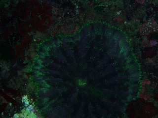 「ニチリンイソギンチャク」のサムネイル画像