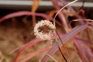 「ススキ」のサムネイル画像