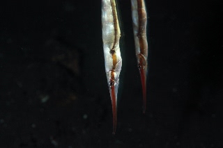 「ヘコアユ(Shrimpfish,Razorfish)」のサムネイル画像