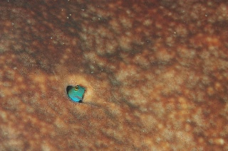 「yellow-eyed combtooth blenny」のサムネイル画像