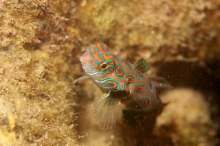 「ピクチャ－ドラゴネット(picture dragonet)」のサムネイル画像