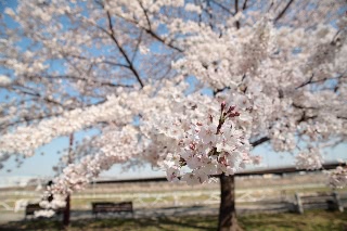 「ソメイヨシノ(染井吉野)」のサムネイル画像