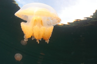 「タコクラゲ(@JELLYFISH LAKE)」のサムネイル画像