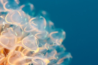 「Stalked ascidian」のサムネイル画像