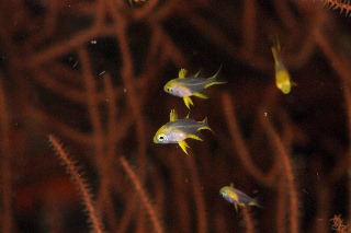 「無題」のサムネイル画像