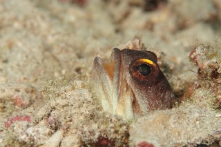 「ゴールドスペックジョーフィッシュ(gold-specs jawfish)」のサムネイル画像