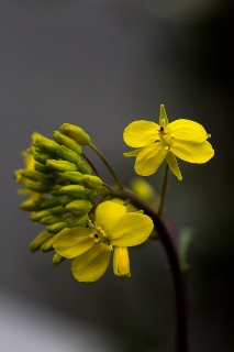 「植物の仲間」のサムネイル画像
