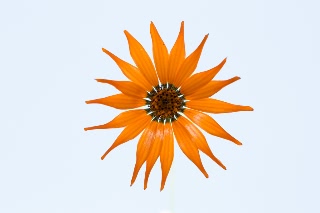 「アフリカキンセンカ」のサムネイル画像