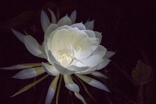 「ゲッカビジン(月下美人)」のサムネイル画像