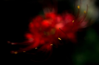 「ヒガンバナ」のサムネイル画像