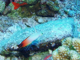 「ハタタテハゼ(Red fire Goby)」のサムネイル画像