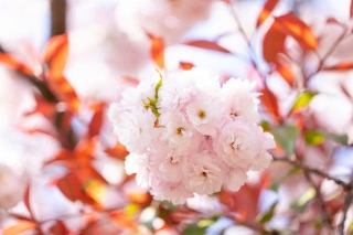 「ヤエザクラ」のサムネイル画像