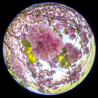 「ヤエザクラ」のサムネイル画像