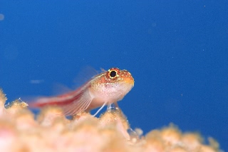 「タテジマヘビギンポ(Tropical striped triplefin)」のサムネイル画像