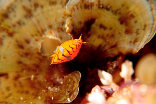 「ホムラスベヨコエビ」のサムネイル画像