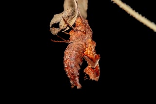 「蝶の仲間」のサムネイル画像