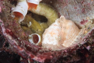 「スナビクニン」のサムネイル画像