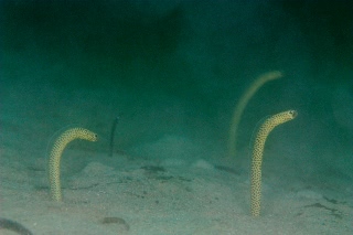 「taylor's garden eel(テイラーズガーデンイール)」のサムネイル画像