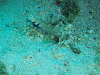 「ヤマブキハゼ(Orange-spotted shrimp Goby)」のサムネイル画像