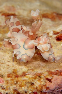 「フリソデエビ(Harlequin shrimp)」のサムネイル画像