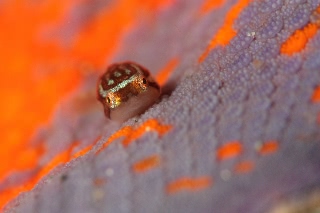 「ホテイウオ(ゴッコ)」のサムネイル画像