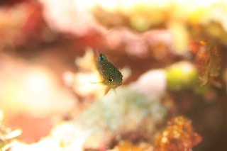 「ルリホシスズメダイ」のサムネイル画像