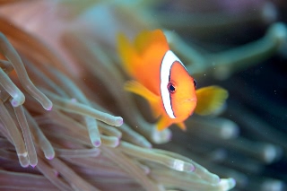 「ハマクマノミ」のサムネイル画像