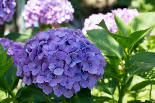 「アジサイ」のサムネイル画像