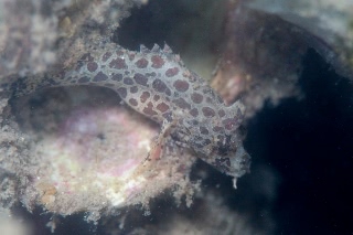 「アゴヒゲオコゼ属の仲間」のサムネイル画像