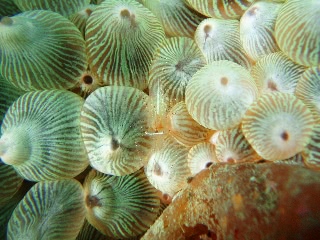 「カザリイソギンチャクエビ」のサムネイル画像