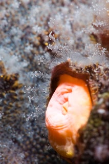 「コケムシの仲間」のサムネイル画像