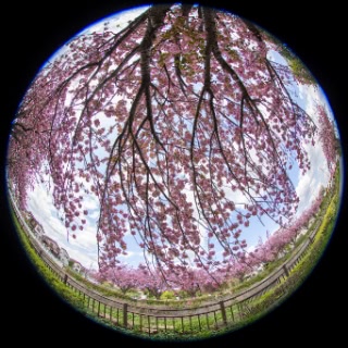 「ヤエザクラ」のサムネイル画像