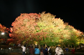 「紅葉祭り」のサムネイル画像