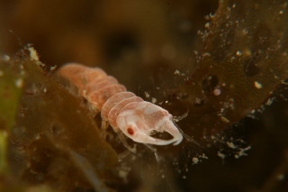 「ソメワケウミクワガタ」のサムネイル画像