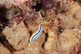 「コールマンウミウシ」のサムネイル画像