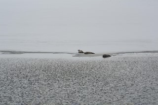 「アザラシ」のサムネイル画像