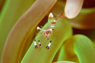 「アカホシカクレエビ」のサムネイル画像