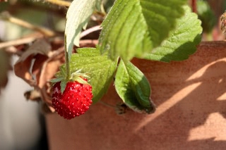 「ワイルドストロベリー」のサムネイル画像