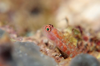 「イソハゼ属の一種」のサムネイル画像