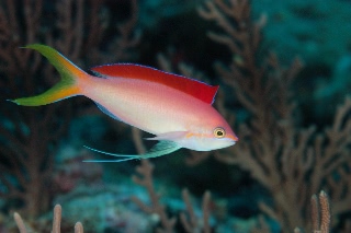 「アカネハナゴイ」のサムネイル画像