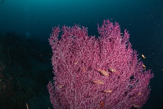 「無題」のサムネイル画像