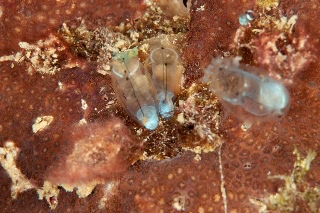 「ホヤの仲間」のサムネイル画像