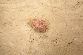 「ブンブクチャガマ」のサムネイル画像