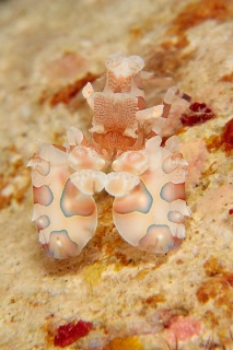 「フリソデエビ(Harlequin shrimp)」のサムネイル画像