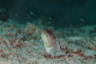 「ゴールドスペックジョーフィッシュ(gold-specs jawfish)」のサムネイル画像