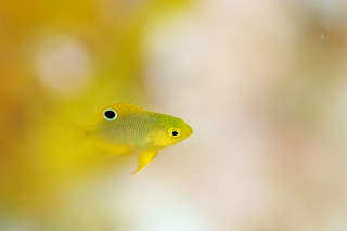 「ニセネッタイスズメダイ(Yellow Damsel)」のサムネイル画像