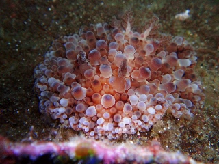 「マンリョウウミウシ」のサムネイル画像