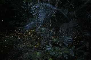 「ヤエヤマヒメボタル」のサムネイル画像