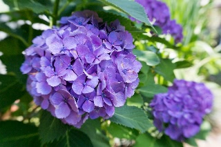 「アジサイ」のサムネイル画像