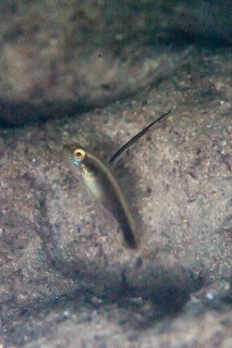 「black-spear shrimpgoby(ブラックスピアーシュリンプゴビー,Black-Mast Shrimpgoby)」のサムネイル画像